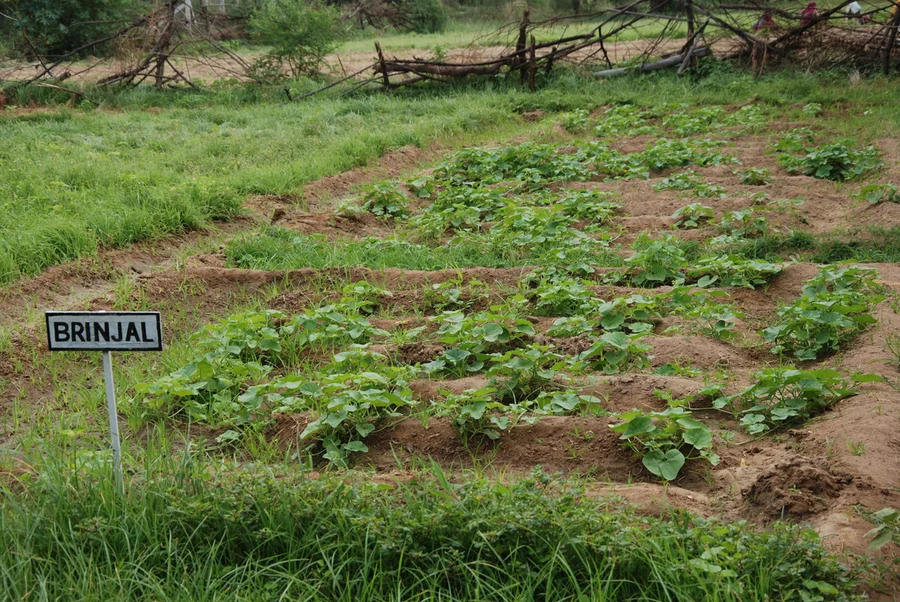 one month year old ridge gourd seedlings 1200